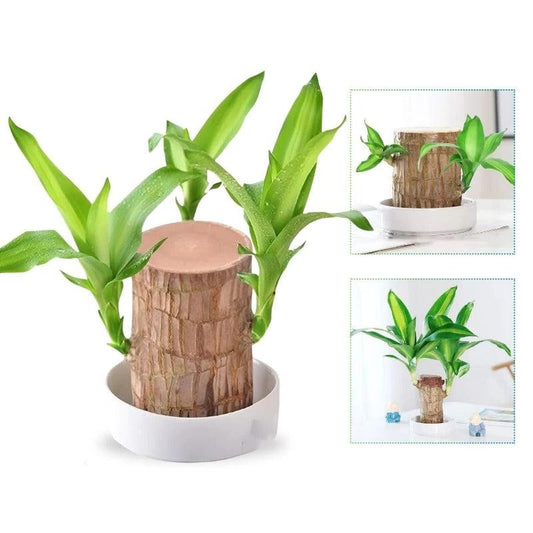 Plante à bois brésilienne porte-bonheur