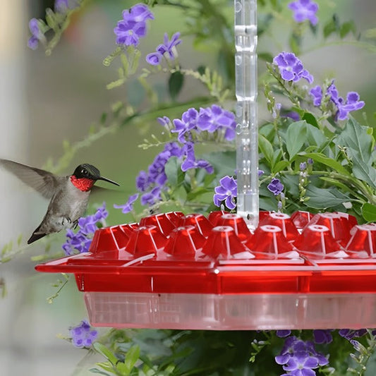 Mangeoire à colibris avec douve à fourmis intégrée