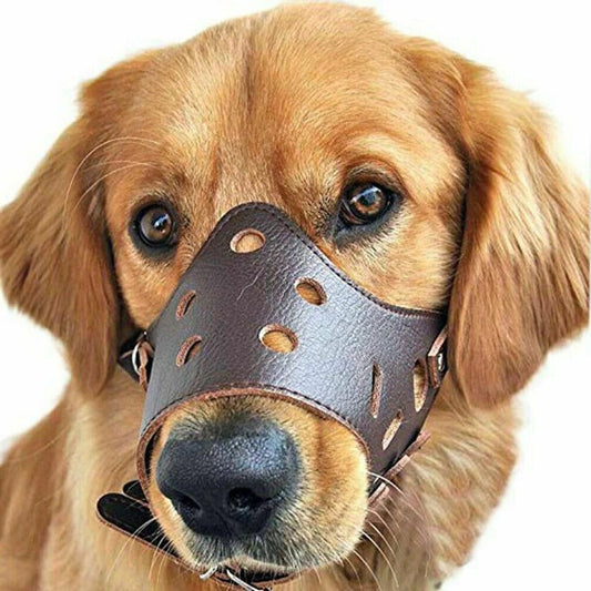 Protège-dents respirant pour muselière pour chien