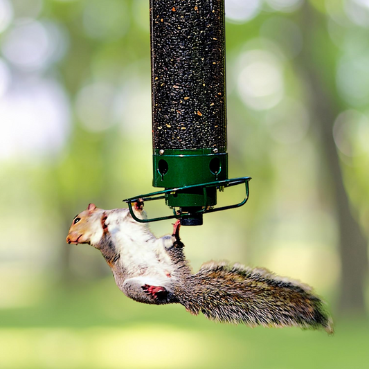 Mangeoire à oiseaux à l'épreuve des écureuils