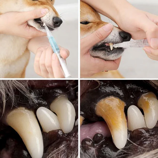 Salud de los dientes de las mascotas reparando y previniendo enfermedades