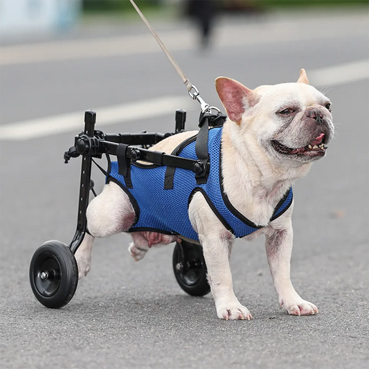 Silla de ruedas para perros con discapacidad, soporte para patas traseras, ayuda para rehabilitación de perros y gatos, elevador ajustable para paseo de mascotas